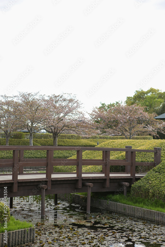 堀に掛かる橋と桜