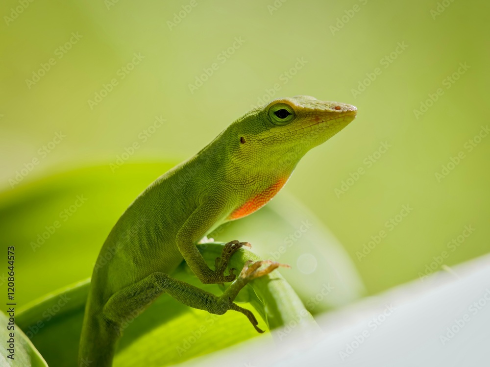 Fototapeta premium Green anole on leaf