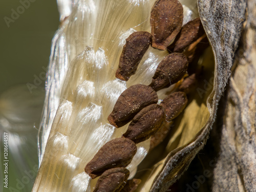 Butterfly milkweed seeds