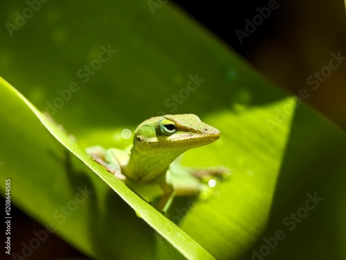 green anole on lily stem