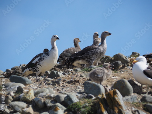 Isla Magdalena, Chile photo