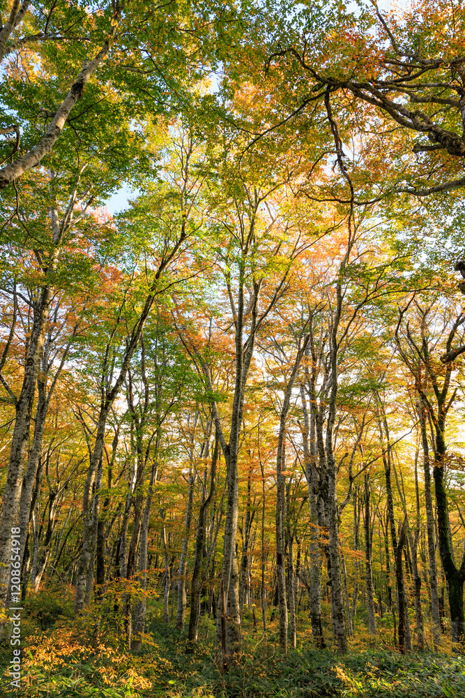 Obraz premium ブナの木