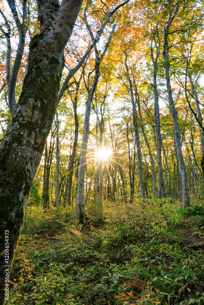 Obraz premium ブナの木