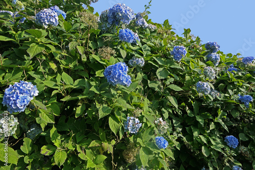 Beautiful Hydrangea bushes in full bloom in a garden in the UK photo