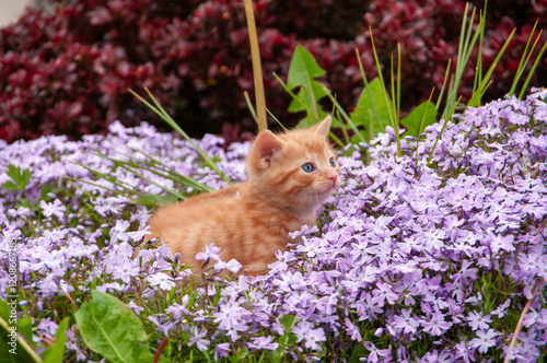A small orange kitten is sitting in a bed of purple flowers
