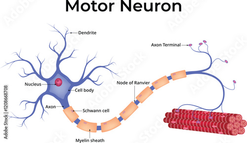 Motor Neuron Diagram Design Vector Illustration