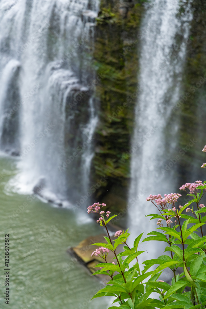 Joe Pye flowers with beautiful waterfall