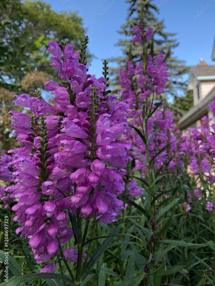 Obraz premium Pretty purple flowers in the garden, copy space, blue background