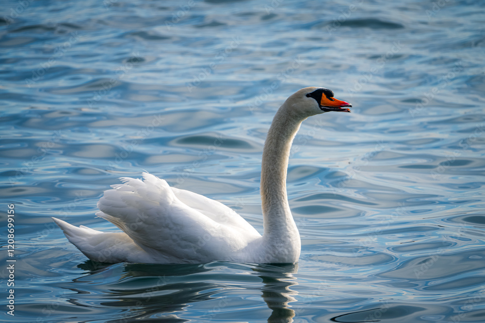 swan on the lake swan on the lake