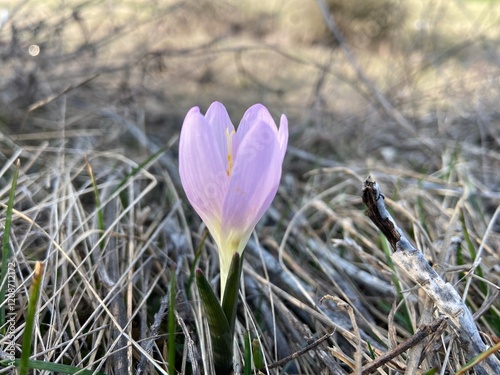 Delicate crocus flowers emerge as a harbinger of spring, showcasing vibrant colors against the earth. This enchanting scene radiates freshness and the beauty of renewal.