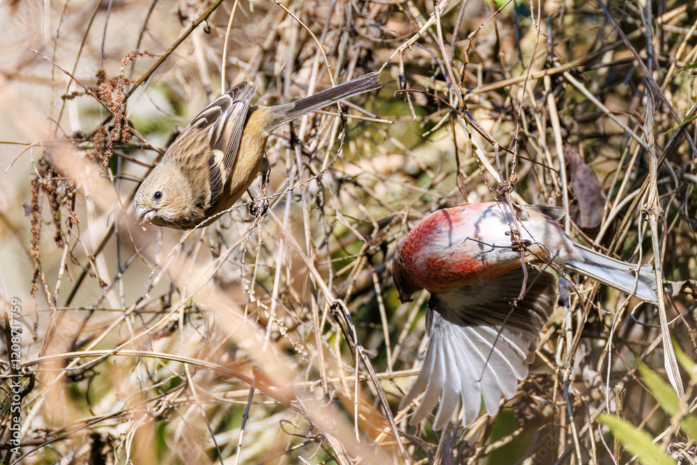 Obraz premium ペアで 食事中の可愛いベニマシコ（アトリ科） 英名学名：Long-tailed Rosefinch (Uragus sibiricus) 神奈川県清川村早戸川林道2025年 