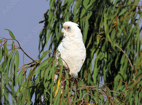 Little corella bird sitting in a tree against a blue sky background photo