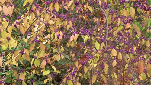 Callicarpa bodinieri, or Bodinier's beautyberry, is a species of flowering plant in the genus Callicarpa of the family Lamiaceae, native to West and Central China.  photo