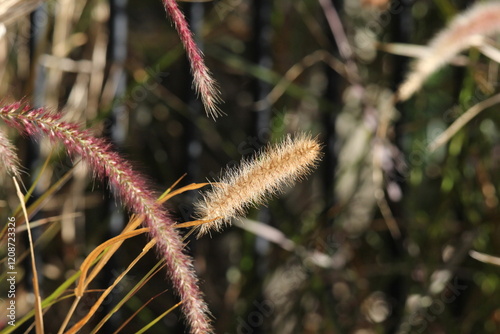 Flower on a fountain grass (pennisetum) plant in a garden photo