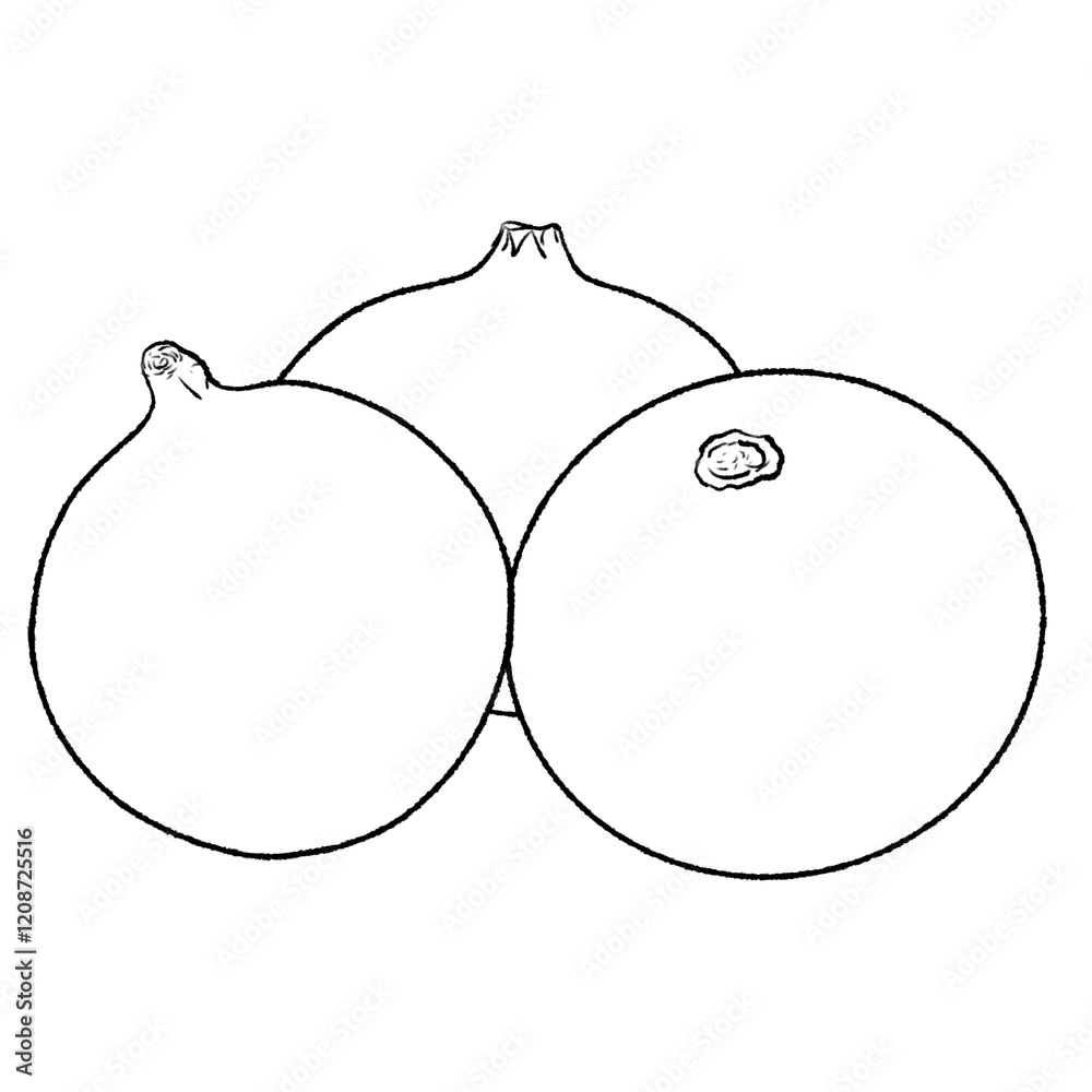 Garlic (Allium sativum L.) outline illustration on transparent background. Kids coloring page for learning Garlic (Allium sativum L.) outline illustration on transparent background. Kids coloring page for learning