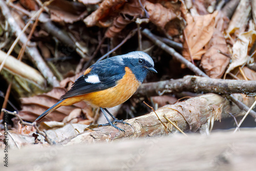 雄の
可愛いジョウビタキ（ヒタキ科）
英名学名：Daurian Redstart (Phoenicurus auroreus)
神奈川県清川村早戸川林道2025年
 photo