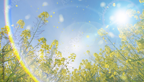 春の野原　3月4月の季節の風景壁紙　菜種の花・菜の花畑にさわやかな晴れの空　青空に淡い雲と見上げる花　舞い散る花びら眩しい太陽の強い日差しとレンズフレア　旅行・観光・アウトドア・新生活のイメージ