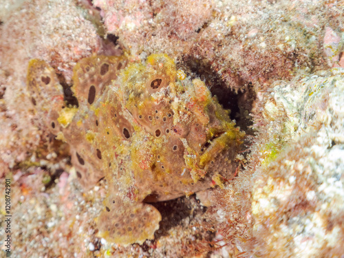 エスカ（触手）を振って魚を呼び寄せて狩る、巨大なオオモンカエルアンコウ（カエルアンコウ科）。
英名学名：Giant Frogfish, Antennarius commersoni
自分よりも大きな獲物でも、１０倍に広がる大きな口で丸呑みにする。
その速度は0.0001秒。生物界最速のハンターである。

静岡県伊豆半島賀茂郡南伊豆町中木ヒリゾ浜2024年
