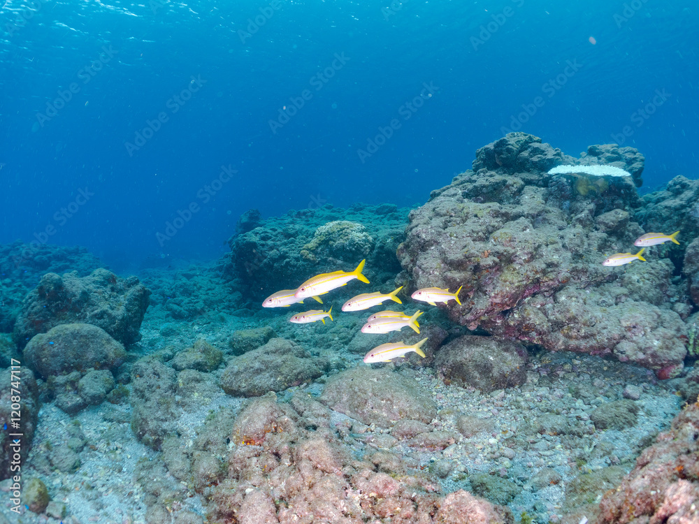 Fototapeta premium 美しいアカヒメジ（ヒメジ科）他の群れ。 英名学名：Yellowfin goatfish (Mulloidichthys vanicolensis),. 静岡県伊豆半島賀茂郡南伊豆町中木ヒリゾ浜2024年 