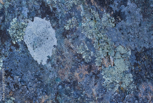 Lichens Covering Rock photo