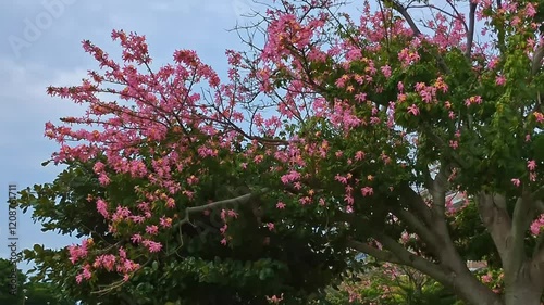 トックリキワタの花,大きなピンクの花が垂れ下がる熱帯のトックリの形をした花木