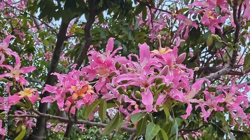 トックリキワタの花,大きなピンクの花が垂れ下がる熱帯のトックリの形をした花木