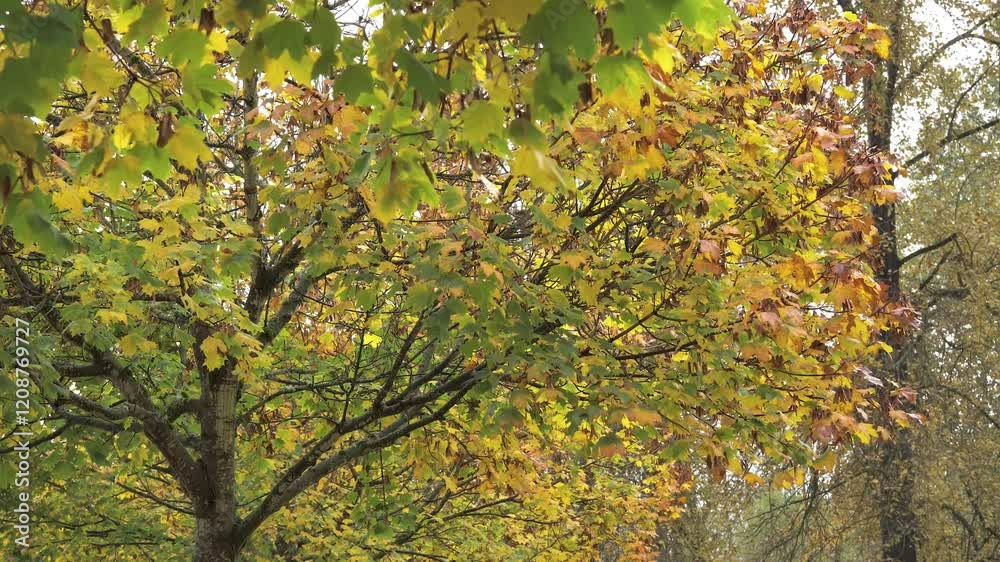 Leaves of oak trees changing colours in autumn season. Leaves of oak trees changing colours in autumn season.