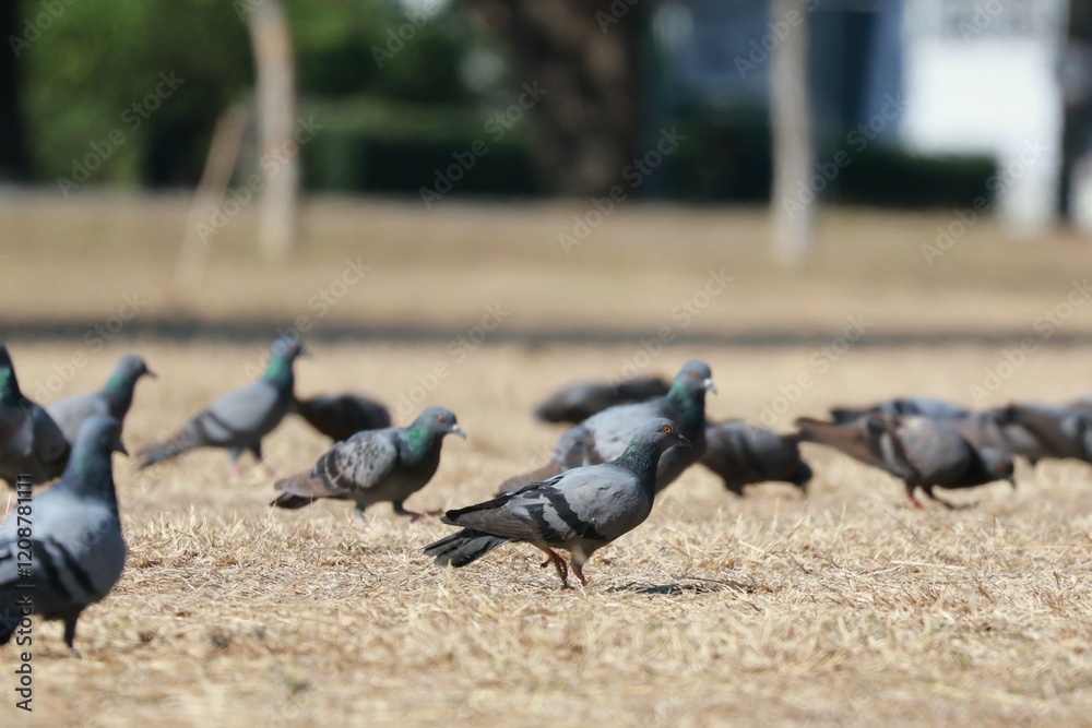 Obraz premium pigeons in the park