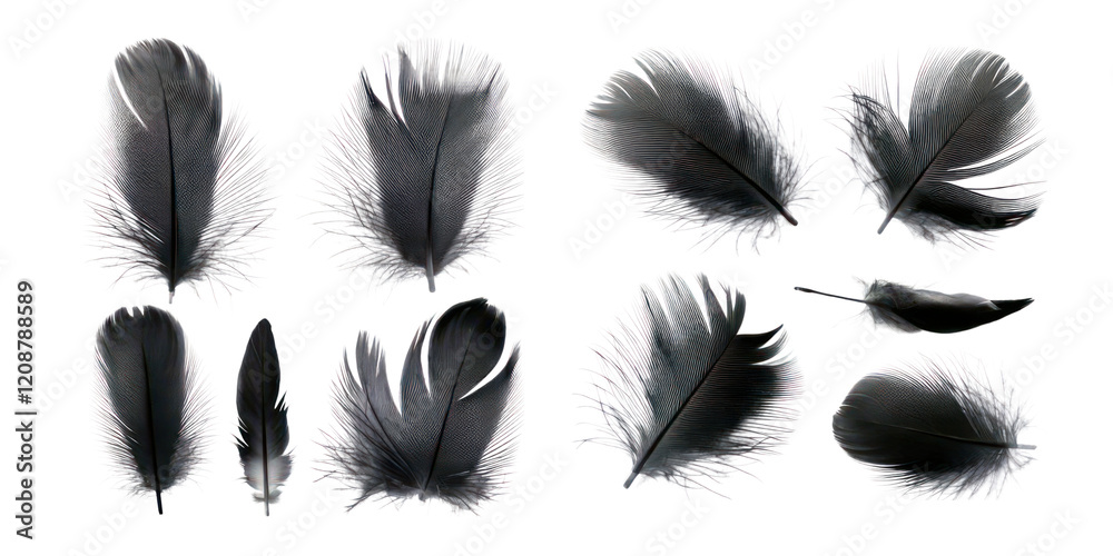 Obraz premium Elegant Black Feathers Collection for Creative Projects,PNG set collection, isolated on transparent background