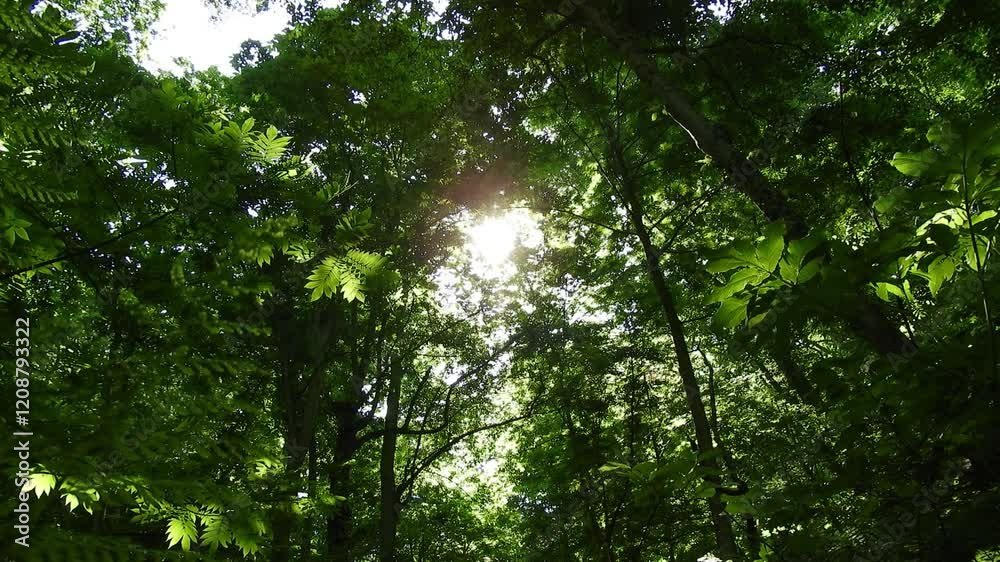 【自然・風景】新緑 240608-1 【自然・風景】新緑 240608-1