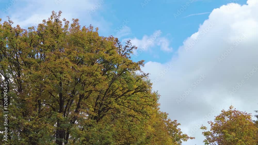 autumn park with green grass in the meadow and trees. autumn park with green grass in the meadow and trees.