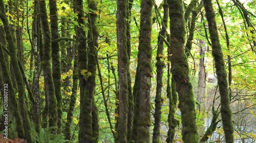 Moss covered tress in old growth forest in Vancouver Island.