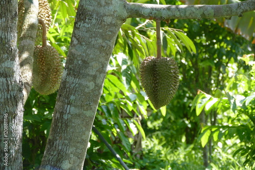Durian fruit on tree in the garden. Durian is a king of fruit.