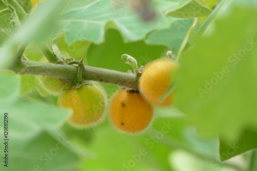 Close up of a green and yellow Solanum melongena fruits on tree in the garden
