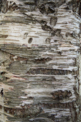 silver birch, warty birch, European white birch, or East Asian white birch (Betula pendula)