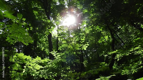 【自然・風景】新緑　240820-1
