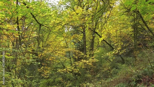 Daylight view to green forest in beginning of autumn.