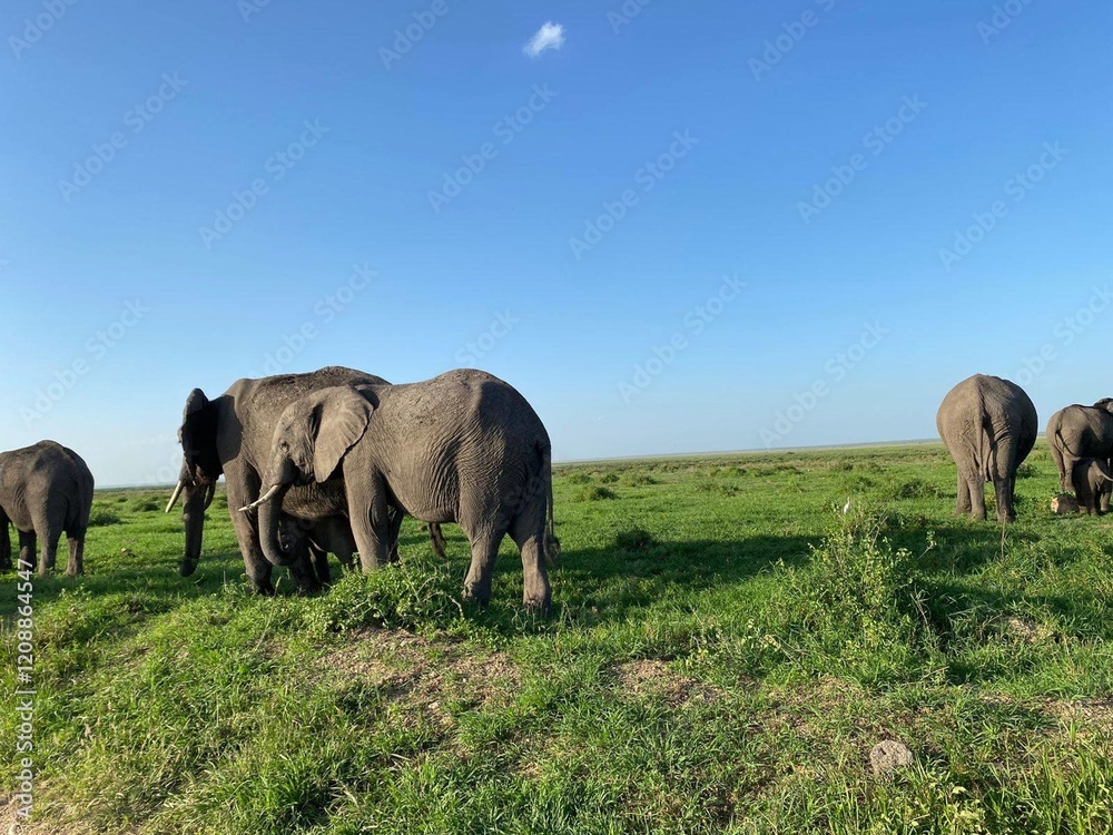 Fototapeta premium elephants in the savannah