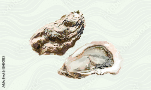 Oysters on a white background. Vector illustration of opened oysters.