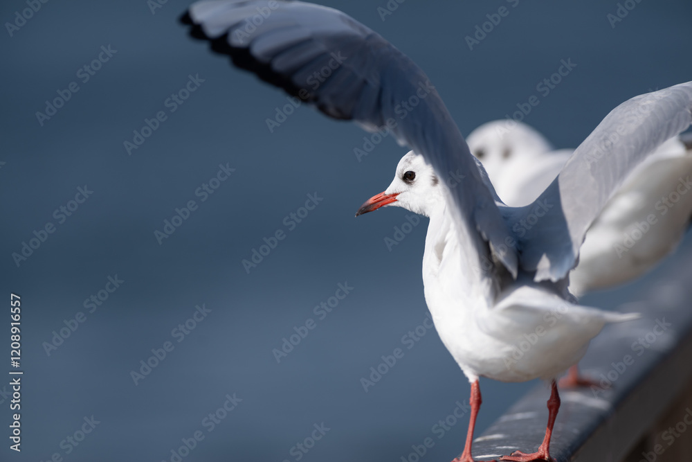 並んでいる可愛いユリカモメ