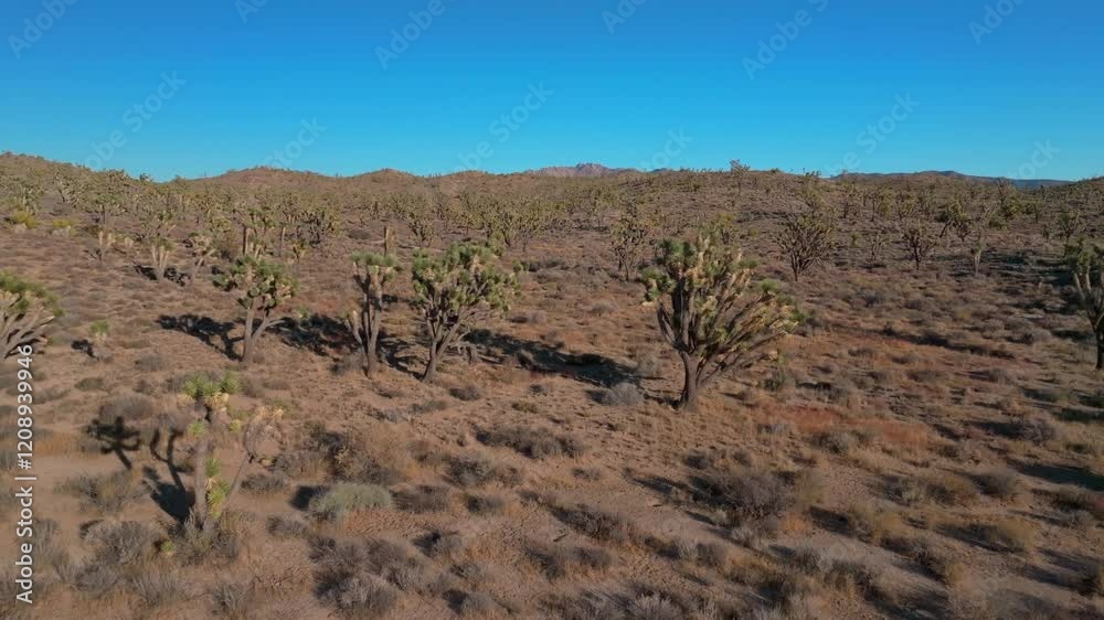 Yucca Trees landscape Joshua Tree National Park California aerial drone San Fernando County Mojave Colorado desert Kelso Pinto Basin Dunes blue sky sunny afternoon forward pan up motion