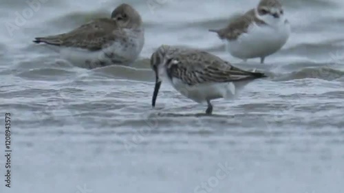 Several Spoon billed Sandpipers foraging photo