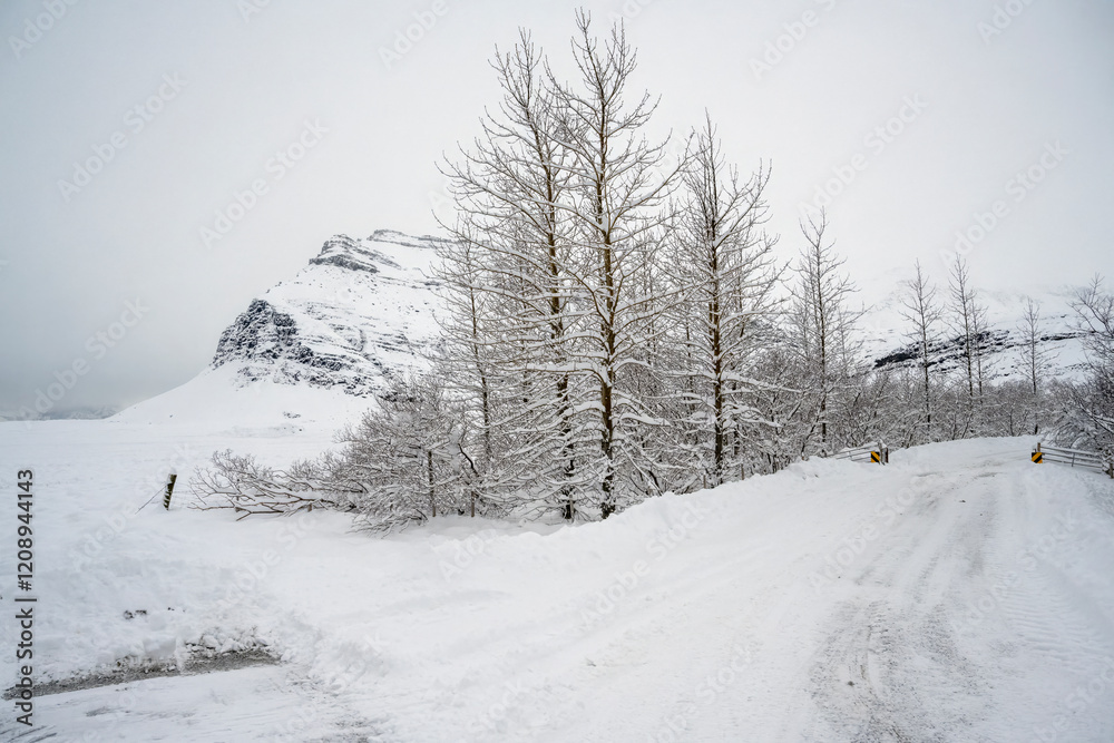 Landscape view of snow covered trees on the field and mountains in Iceland. Nature, travel, winter background, or wallpaper Landscape view of snow covered trees on the field and mountains in Iceland. Nature, travel, winter background, or wallpaper