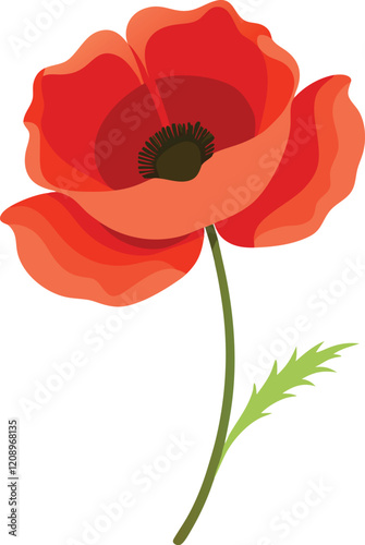 red poppy isolated on white background
