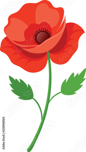 red poppy isolated on white