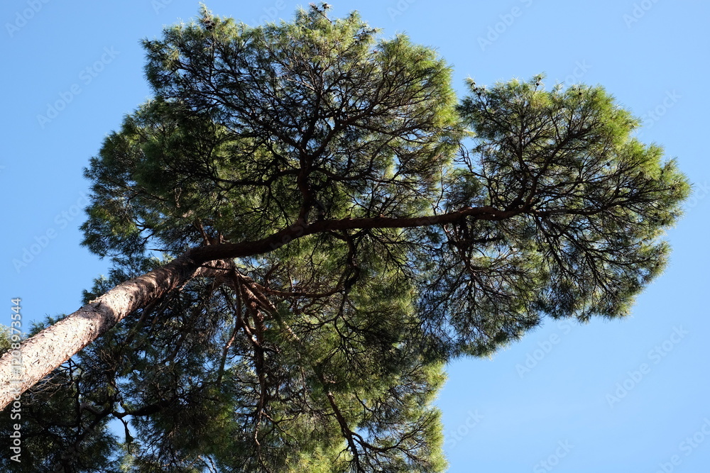 Obraz premium 養老公園 松の木