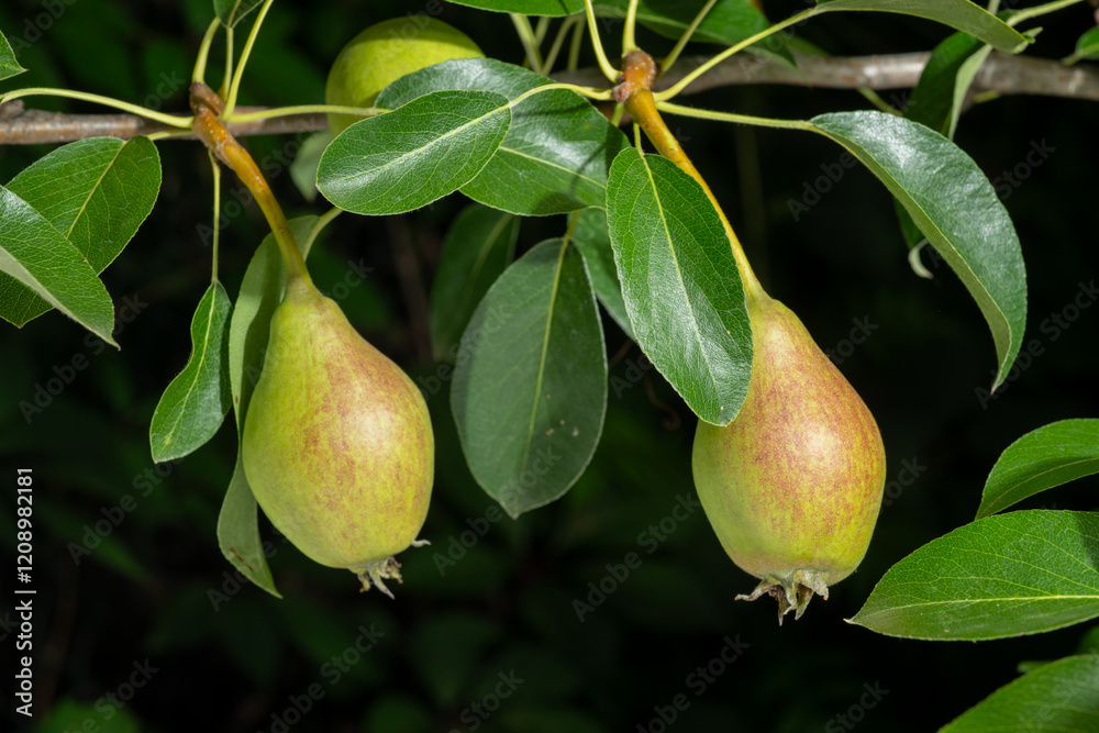 pears growing on a branch pears growing on a branch