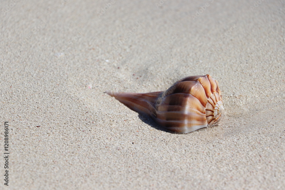 seashell on the beach