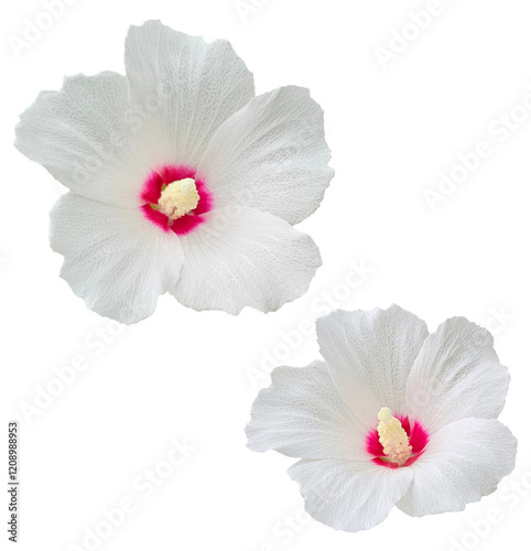 꽃