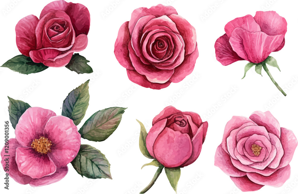 Fototapeta premium set of pink roses vector